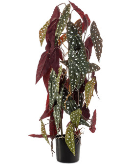 Искусственное растение Бегония Макулата (пятнистая) H75cm
