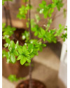 Искусственное растение Tropaeolum Tree / Настурция дерево H150cm NKoop EEG