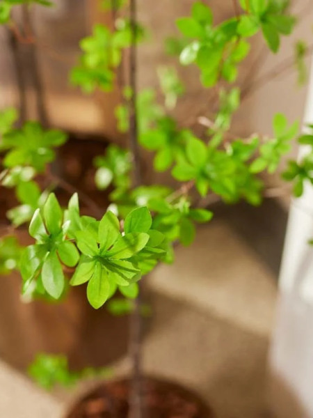 Искусственное растение Tropaeolum Tree / Настурция дерево H150cm NKoop EEG