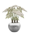 Искусственное растение Caladium Green-White / Каладиум H60cm NKoop EEG