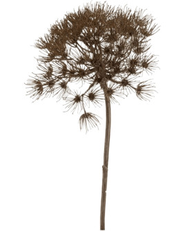 Штучна квітка Heracleum Grey / Борщівник H80cm