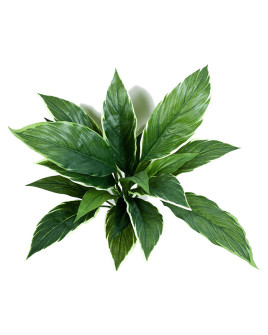 Искусственное растение Cordyline Variegated / Кордилина пёстрая H30cm