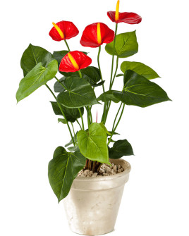 Artificial Plant Anthurium de luxe Bush Red H56cm