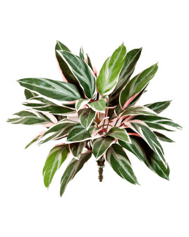 Artificial Plant Cordyline Bush H48cm