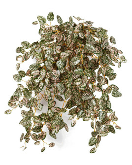 Искусственное растение Mini Hypoestes Hanging / Гипоэстес Мини H50cm