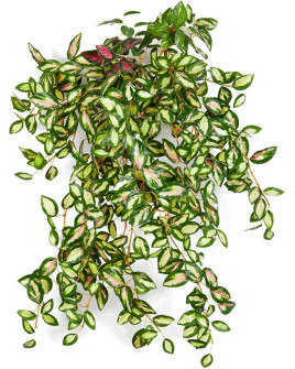 Искусственное растение Hoya / Хойя пёстрая лиана H50cm