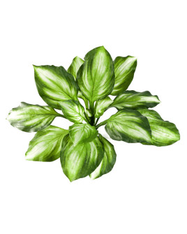Искусственное растение Hosta green-yellow / Хоста H55cm