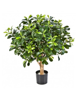 Искусственное растение Pittisporum Mountain Ball Tree / Питтиспорум H65cm