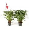 Искусственное растение Calathea / Калатея H84cm NKoop FW