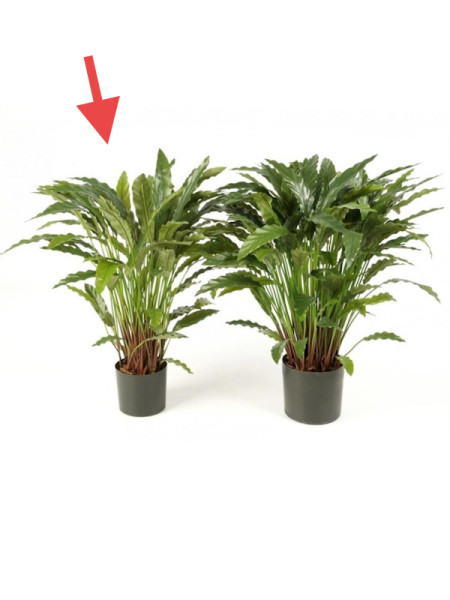 Искусственное растение Calathea / Калатея H84cm NKoop FW