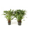 Искусственное растение Calathea / Калатея H84cm NKoop FW