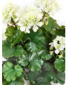 Artificial Plant Geranium Bush Cream H39cm NKoop FW
