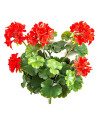Artificial Plant Geranium Bush Red H39cm NKoop FW