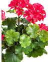 Искусственное растение Geranium Bush Purple / Герань H39cm NKoop FW
