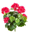 Искусственное растение Geranium Bush Purple / Герань H39cm NKoop FW