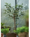 Искусственное растение Olive Mini Tree / Оливковое дерево H65cm NKoop EEG