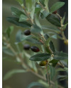 Искусственное растение Olive Mini Tree / Оливковое дерево H65cm NKoop EEG