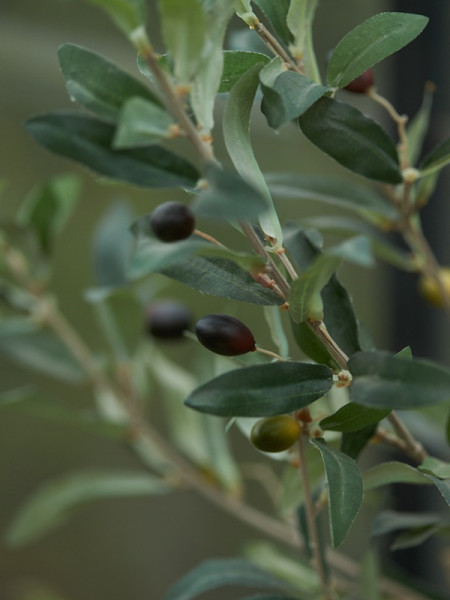 Искусственное растение Olive Mini Tree / Оливковое дерево H65cm NKoop EEG