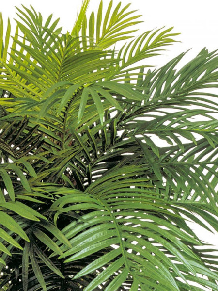 Искусственное растение Phoenix Palm Double / Пальма Финиковая H195cm NKoop FW