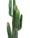 Искусственное растение Cereus Cactus / Цереус кактус H140cm NKoop FW