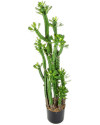 Искусственный кактус Эуфорбия Ройля H118cm NKoop FW