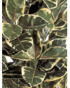 Искусственное растение Ficus Elastica Tree / Фикус Эластика пёстрый H140cm NKoop FW