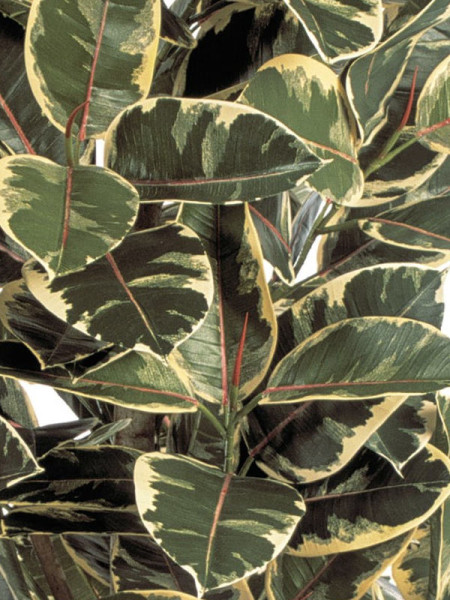 Искусственное растение Ficus Elastica Tree / Фикус Эластика пёстрый H140cm NKoop FW