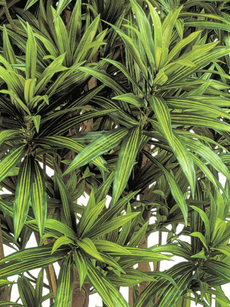 Искусственное растение Dracaena Reflexa Jamaica / Драцена Рефлекса Ямайка H150cm NKoop FW