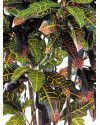 Artificial Plant Croton Tree Exellent H180cm NKoop FW