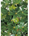 Artificial Plant Natural Schefflera Umbrella H110cm NKoop FW