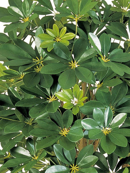 Artificial Plant Natural Schefflera Umbrella H110cm NKoop FW