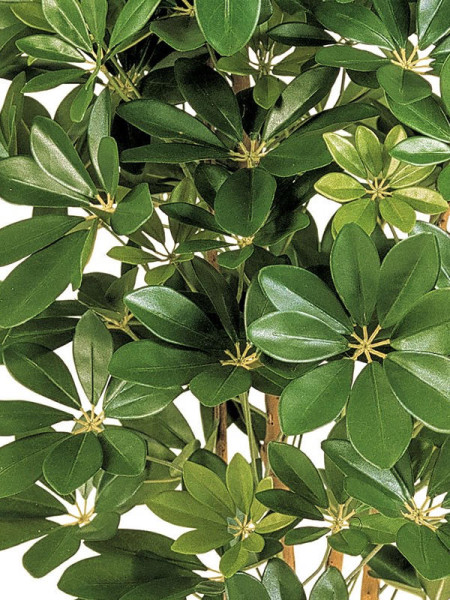 Artificial Plant Schefflera Natural H80cm NKoop FW
