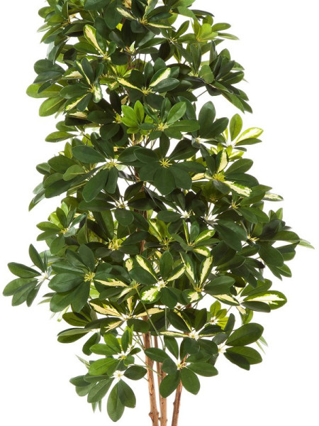 Искусственное растение Schefflera Natural / Шеффлера Натуральная пёстрая H80cm NKoop FW