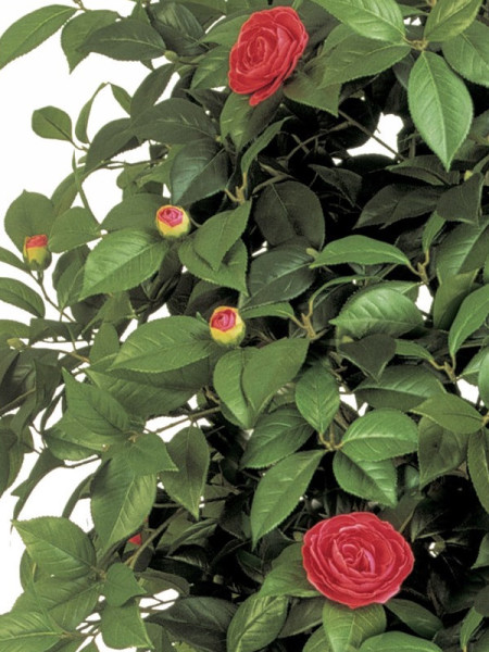 Artificial Plant Camelia Vine Tree Pink H180cm NKoop FW