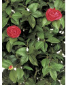 Artificial Plant Camelia Vine Tree Pink H180cm NKoop FW