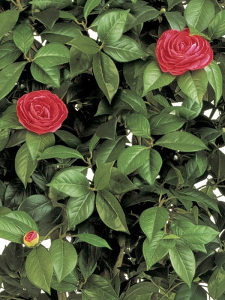 Artificial Plant Camelia Vine Tree Pink H180cm NKoop FW