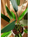 Artificial Plant Heliconia H125cm NKoop EEG