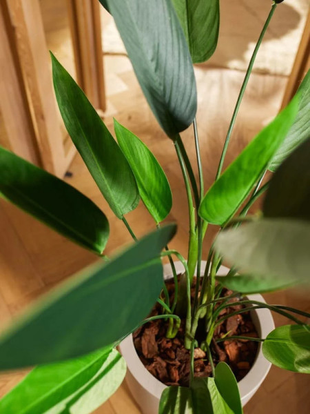 Artificial Plant Heliconia H125cm NKoop EEG