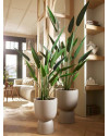 Artificial Plant Heliconia H175cm NKoop EEG