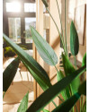 Artificial Plant Heliconia H175cm NKoop EEG