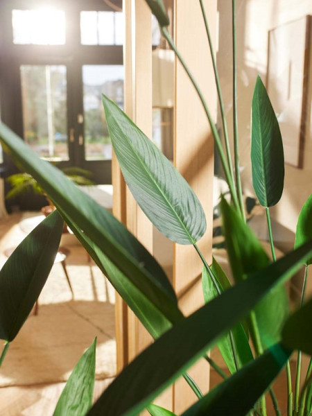 Artificial Plant Heliconia H175cm NKoop EEG