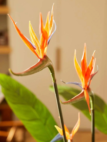 Искусственное растение Strelitzia Tree / Стрелиция H120cm NKoop EEG