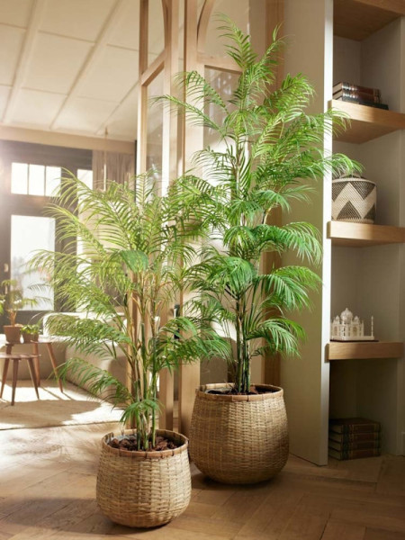 Искусственное растение Palm Chamaedorea / Пальма Хамедорея H120cm NKoop EEG