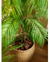 Искусственное растение Palm Chamaedorea / Пальма Хамедорея H180cm NKoop EEG