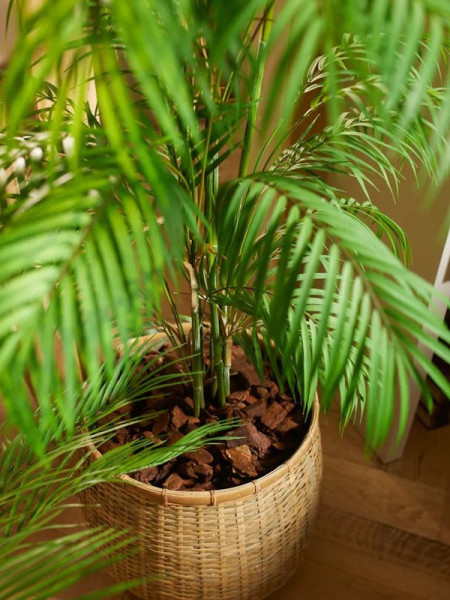 Искусственное растение Palm Chamaedorea / Пальма Хамедорея H180cm NKoop EEG