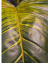 Искусственное растение Colocasia on trunk / Колоказия H175cm NKoop EEG