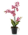 Artificial Plant Orchid Vanda pink H60cm NKoop EEG