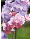 Artificial Plant Orchid Vanda pink H60cm NKoop EEG