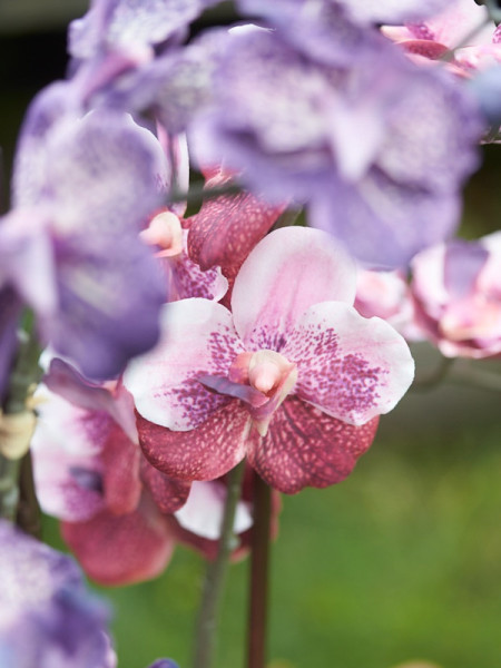 Artificial Plant Orchid Vanda pink H60cm NKoop EEG
