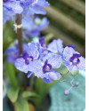 Artificial Plant Orchid Vanda Violet H60cm NKoop EEG